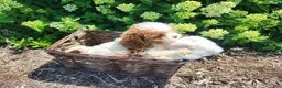 Cavapoo dogs for sale: Button  - Ad 3