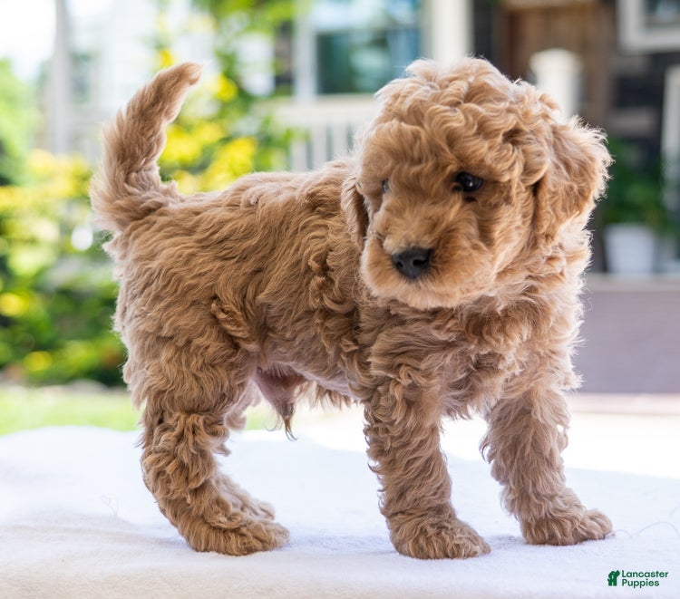 Miniature Poodle dogs Prince - Ad 1