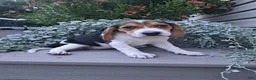 Beagle dogs for sale: BONNIE - Ad 4