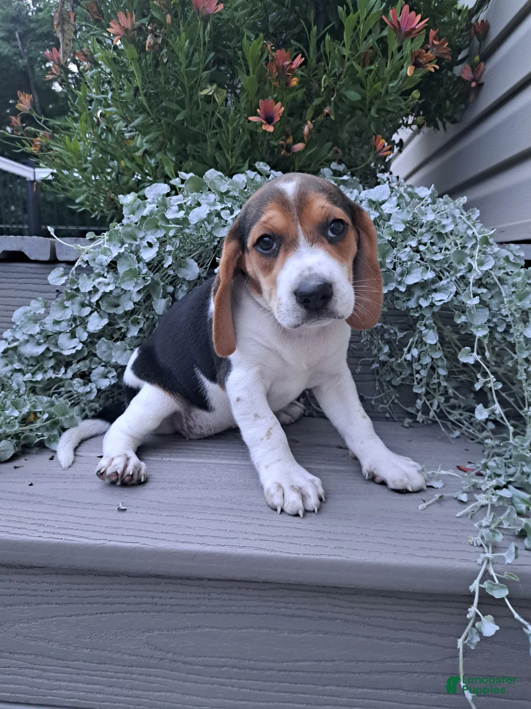 Beagle dogs for sale: BONNIE - Ad 4