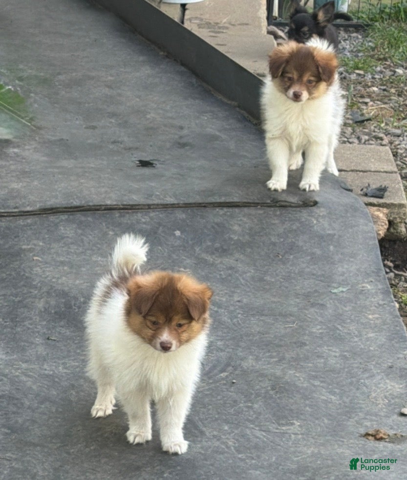 Mixed Breed dogs Mixed Breed 4 - Ad 17