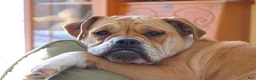 Beabull dogs for sale: Stella - Ad 7