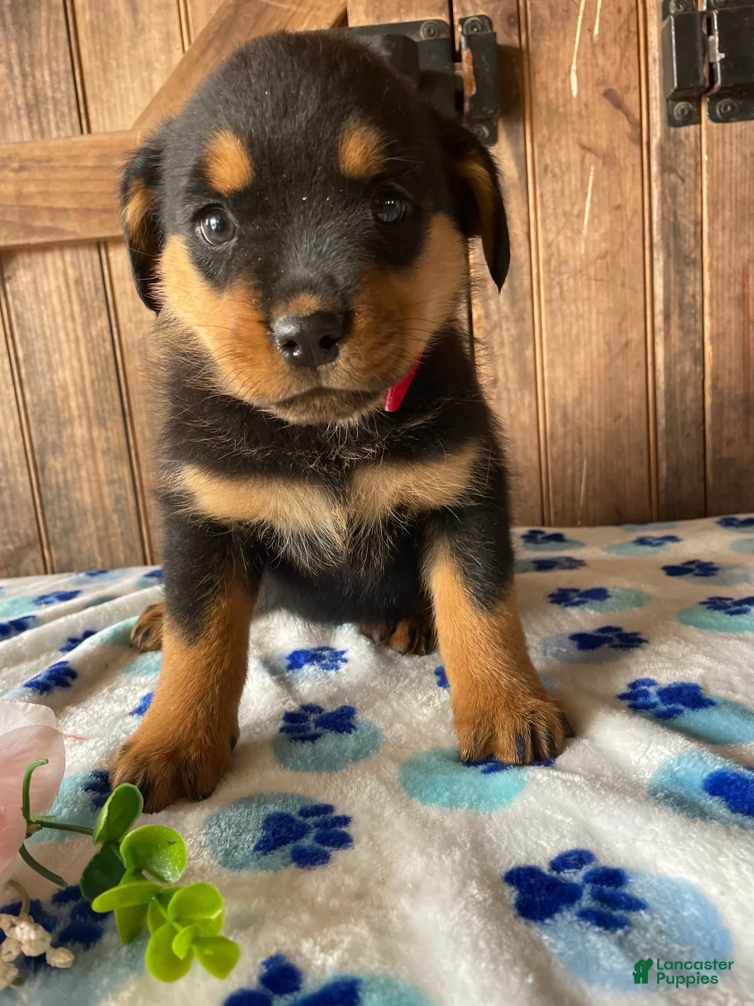 Rottweiler dogs for sale: Nova - Ad 1