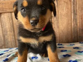 Rottweiler dogs Nova - Ad 17