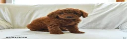 Mini Goldendoodle dogs for sale: Lori - Ad 4