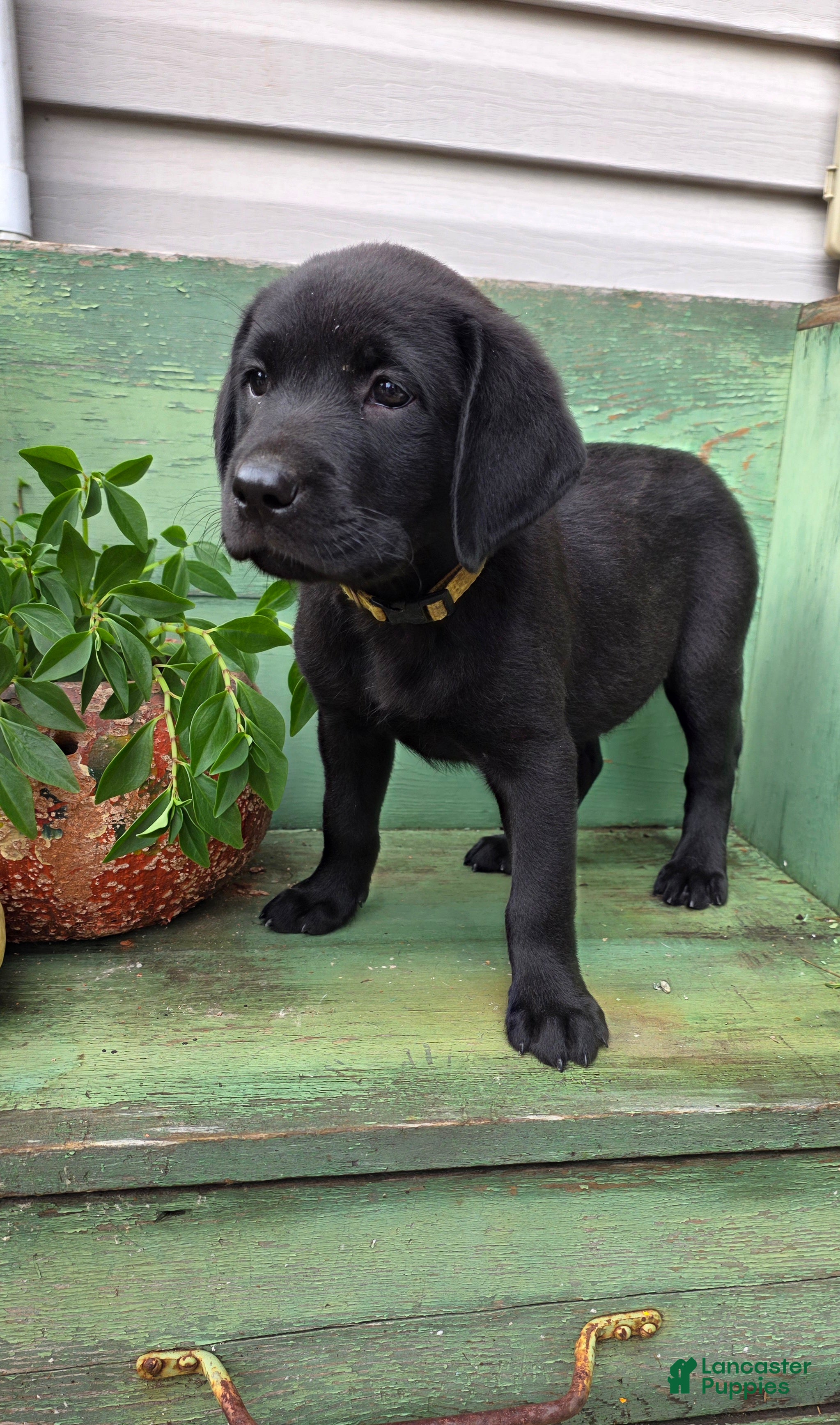Labrador Retriever dogs Mia - Ad 2