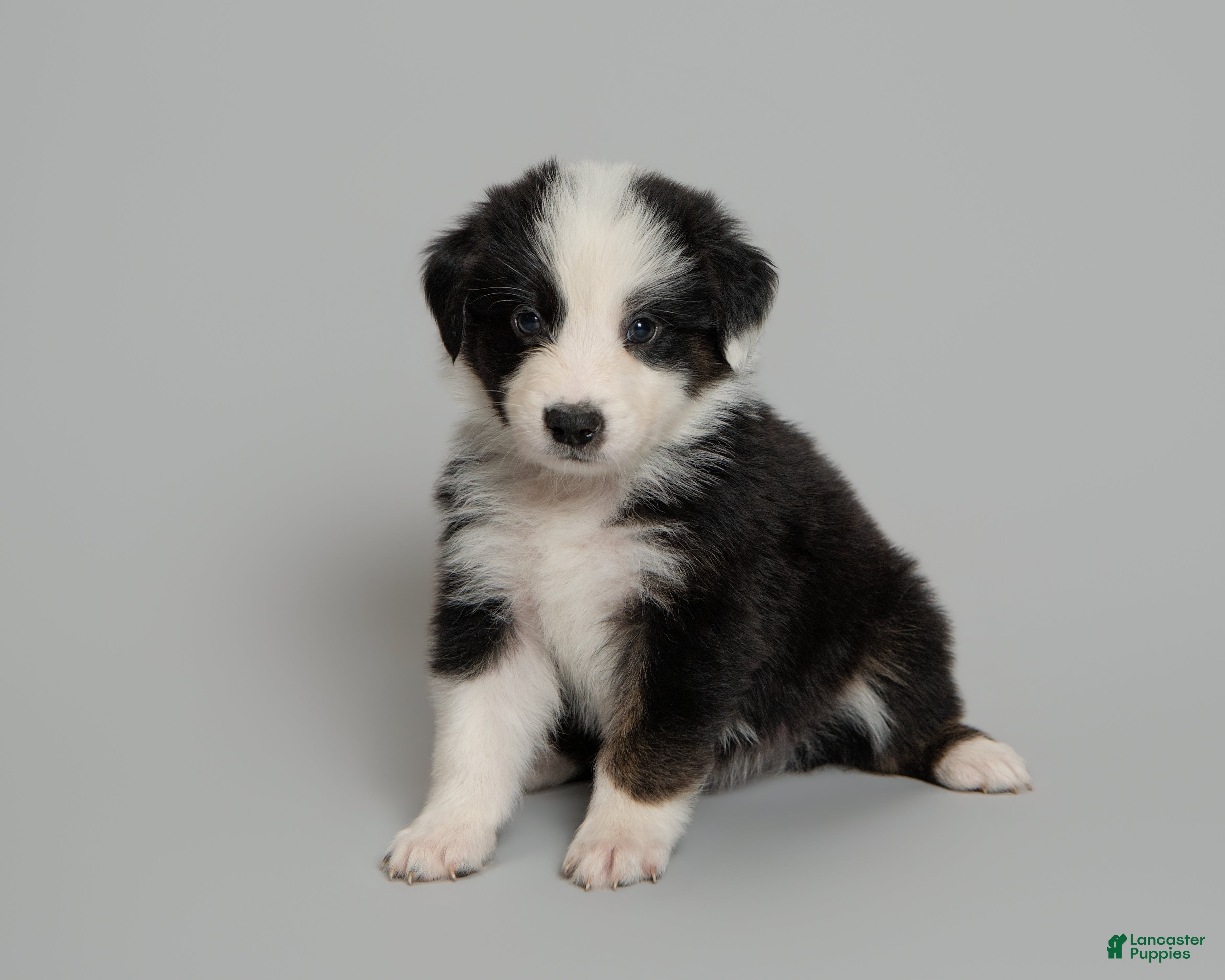 Australian Shepherd dogs Tipsy - Ad 2
