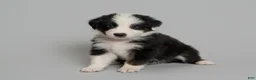 Australian Shepherd dogs for sale: Tipsy - Ad 2