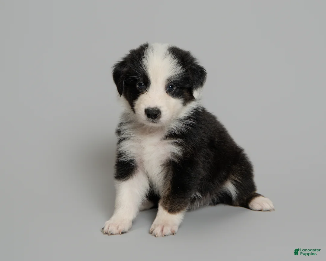 Australian Shepherd dogs for sale: Tipsy - Ad 2