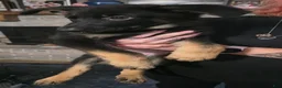 German Shepherd dogs for sale: German Shepherd 2 - Ad 3
