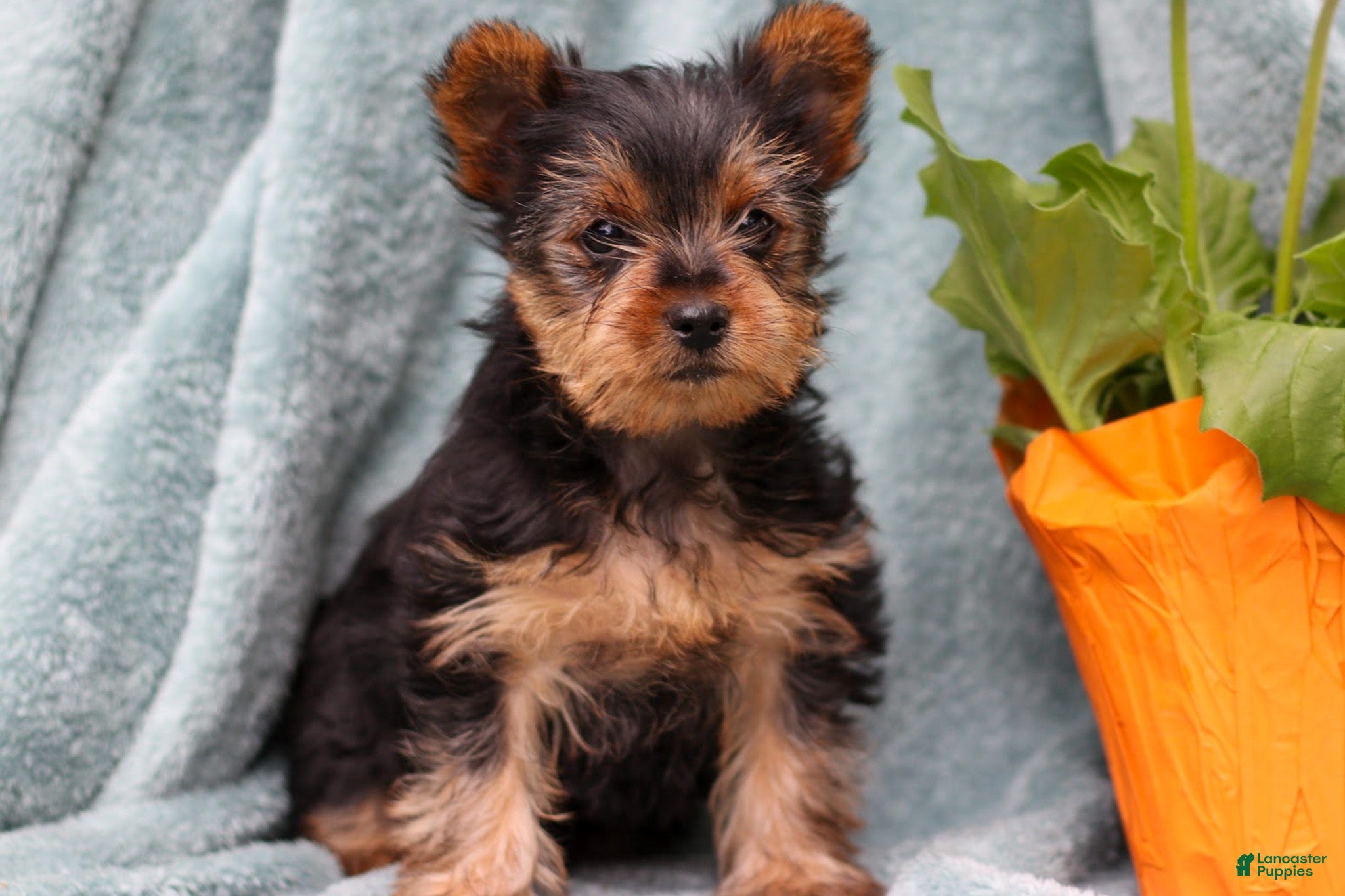Yorkshire Terrier dogs Brady - Ad 6