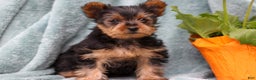 Yorkshire Terrier dogs for sale: Brady - Ad 1