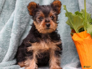 Yorkshire Terrier dogs Brady - Ad 6
