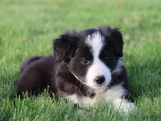 Border Collie dogs for sale: Oakley - Ad 2