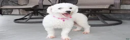 Bichon Frise dogs for sale: Kayson  - Ad 13