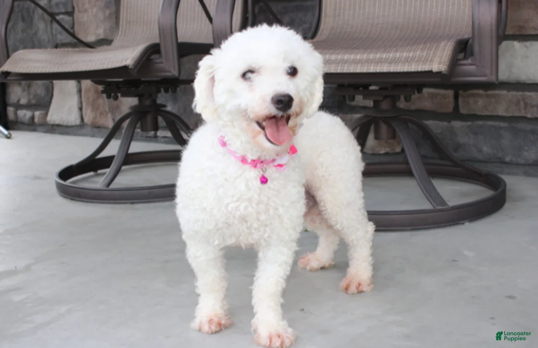 Bichon Frise dogs for sale: Kayson  - Ad 13
