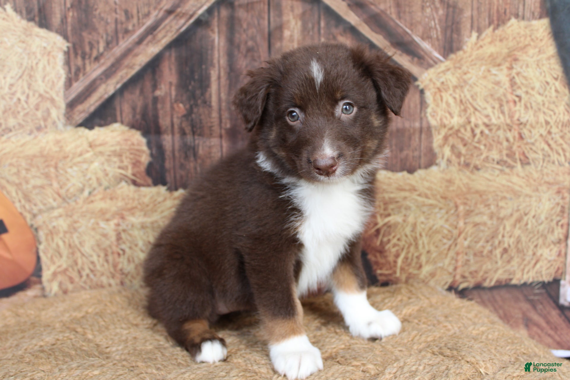 Australian Shepherd dogs Fern  - Ad 19