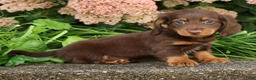 Miniature Dachshund dogs for sale: Dewey - Ad 9