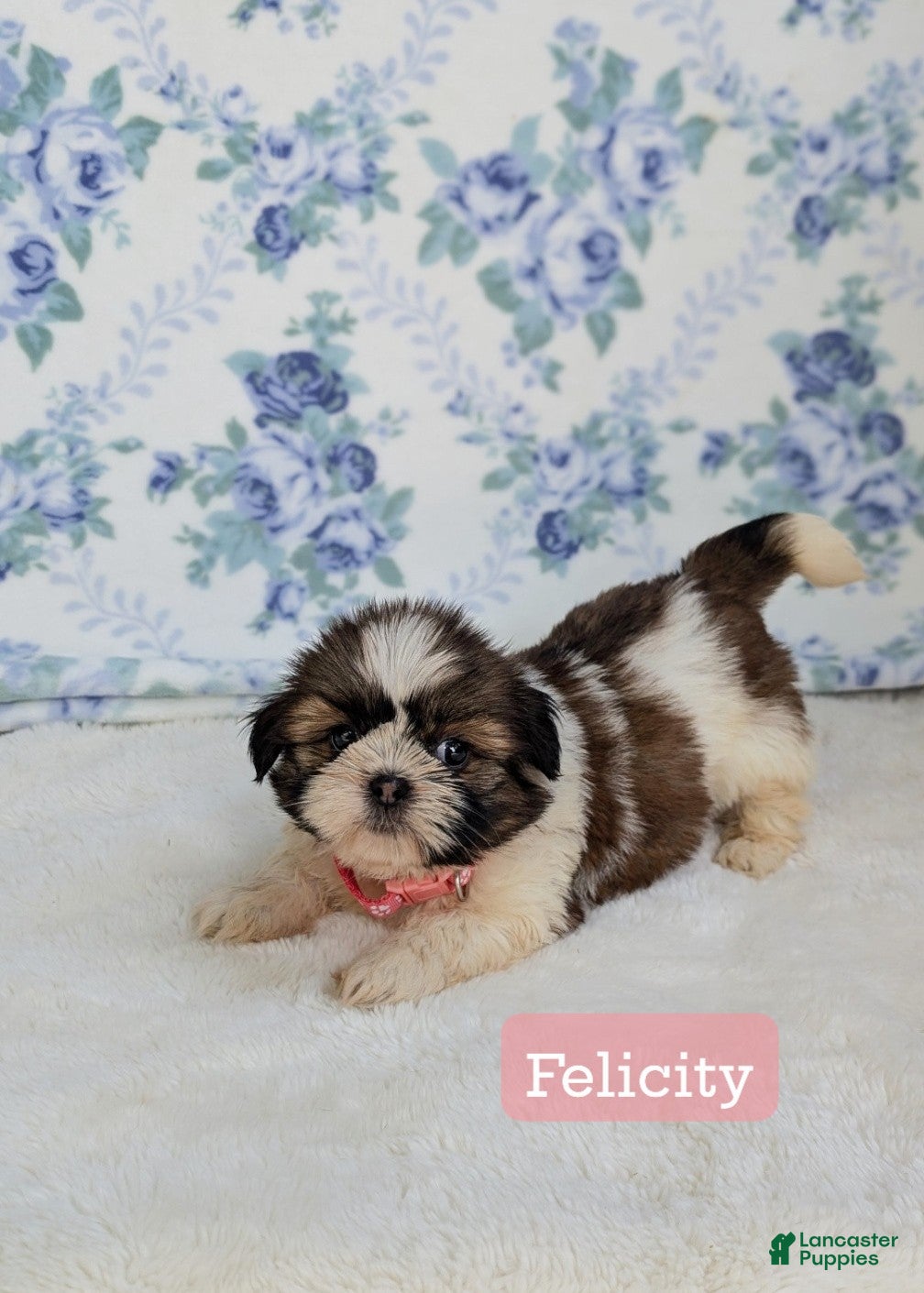 Shih Tzu dogs Felicity  - Ad 1