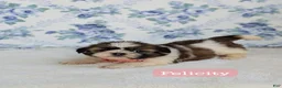 Shih Tzu dogs for sale: Felicity  - Ad 1