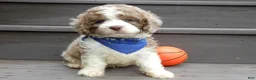 Cockapoo dogs for sale: Royal - Ad 2