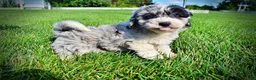 Havapoo dogs for sale: Bluebelle - Ad 12