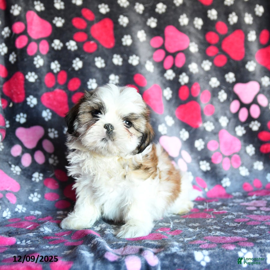 Shihpoo dogs Marty - Ad 15