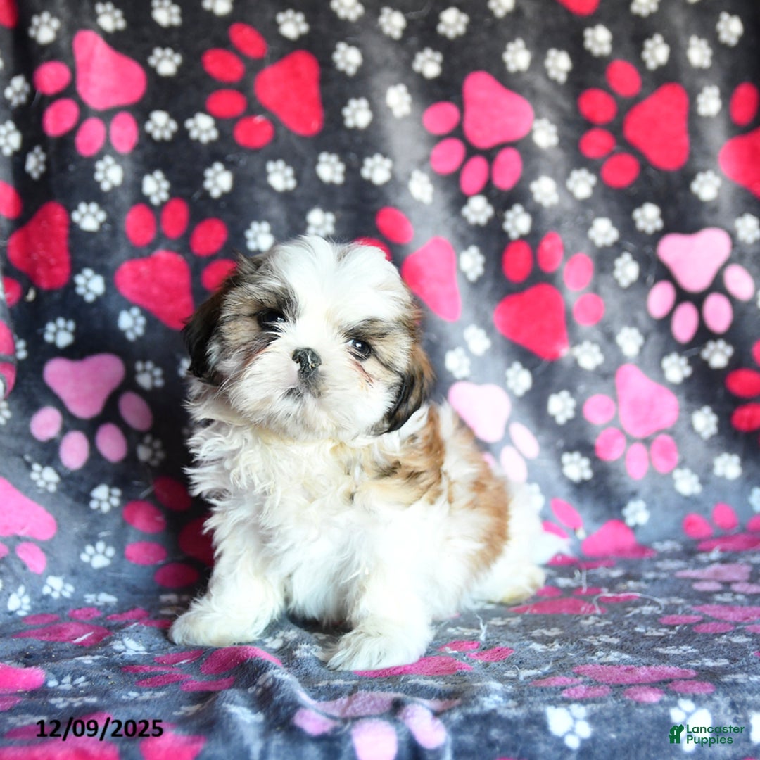 Shihpoo dogs for sale: Marty - Ad 1