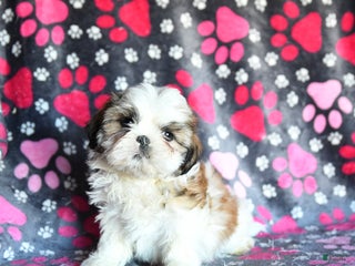 Shihpoo dogs Marty - Ad 5