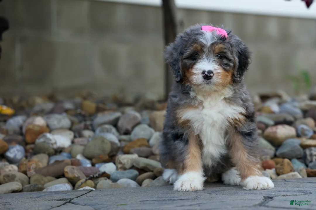 Mini Bernedoodle dogs for sale: 🐾 Primrose 🐾 - Ad 1