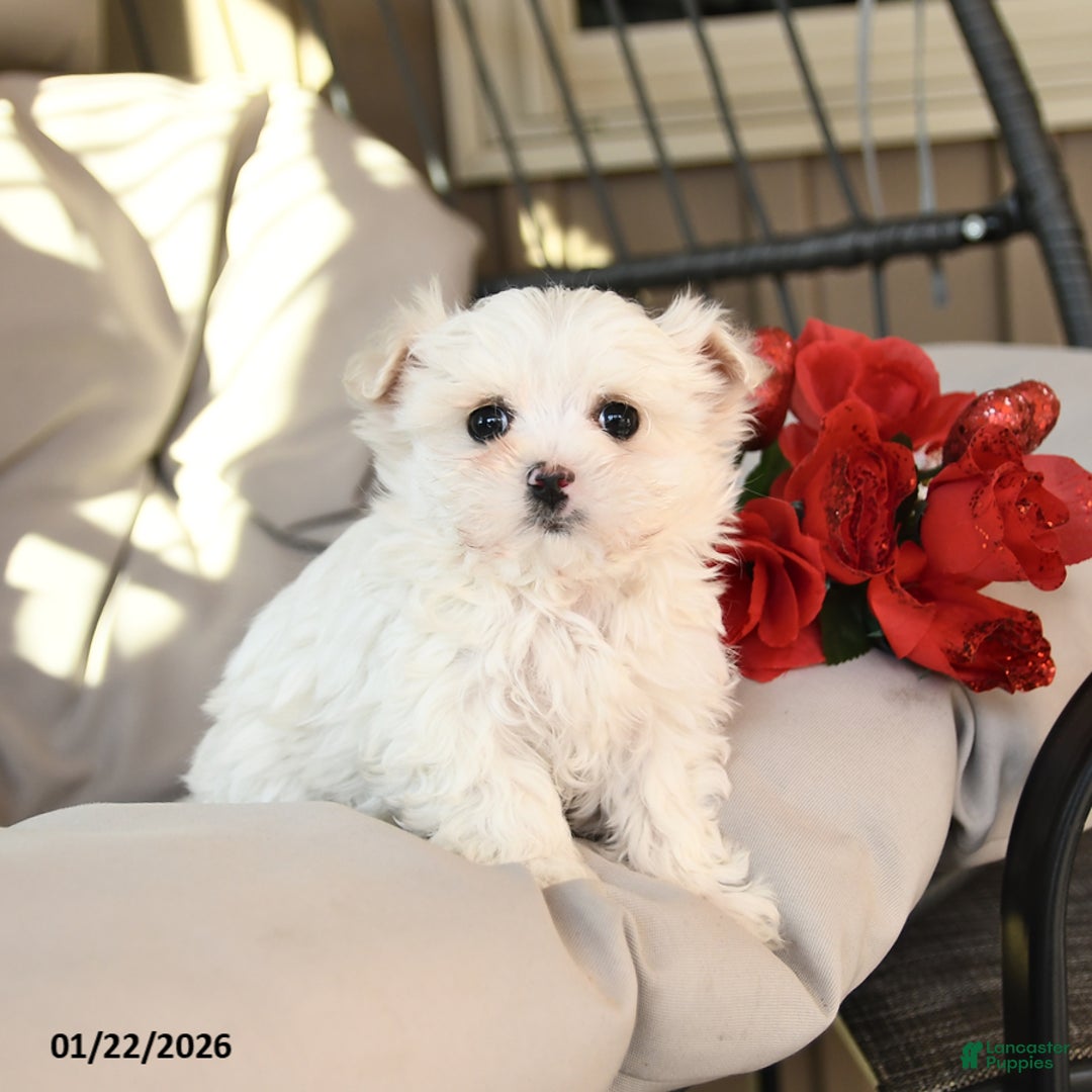 Mixed Breed dogs for sale: Lucky - Ad 2