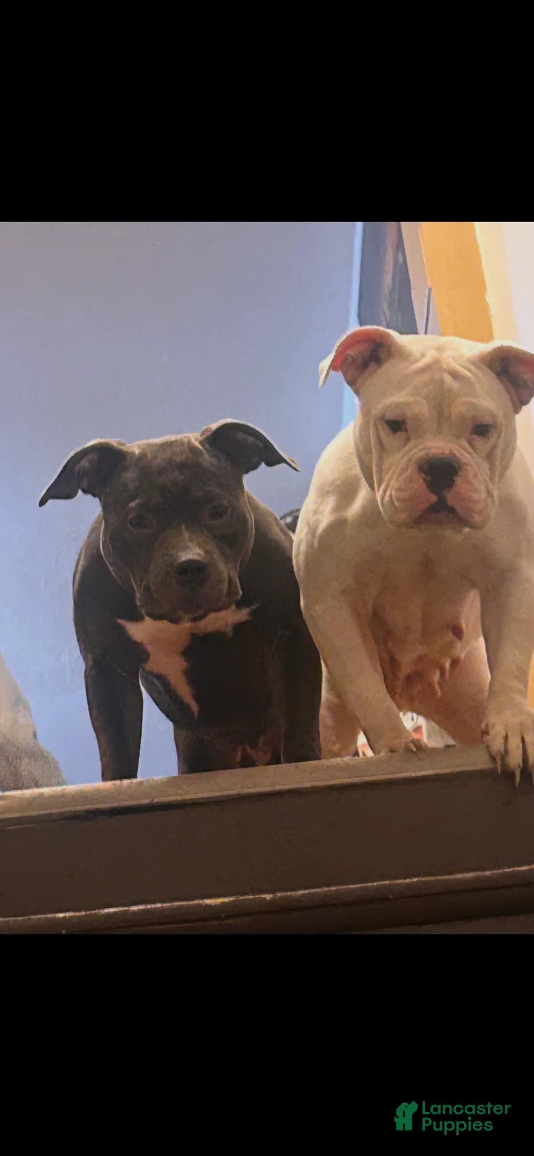 American Bully dogs for sale: American Bully Puppy 5 - Ad 2