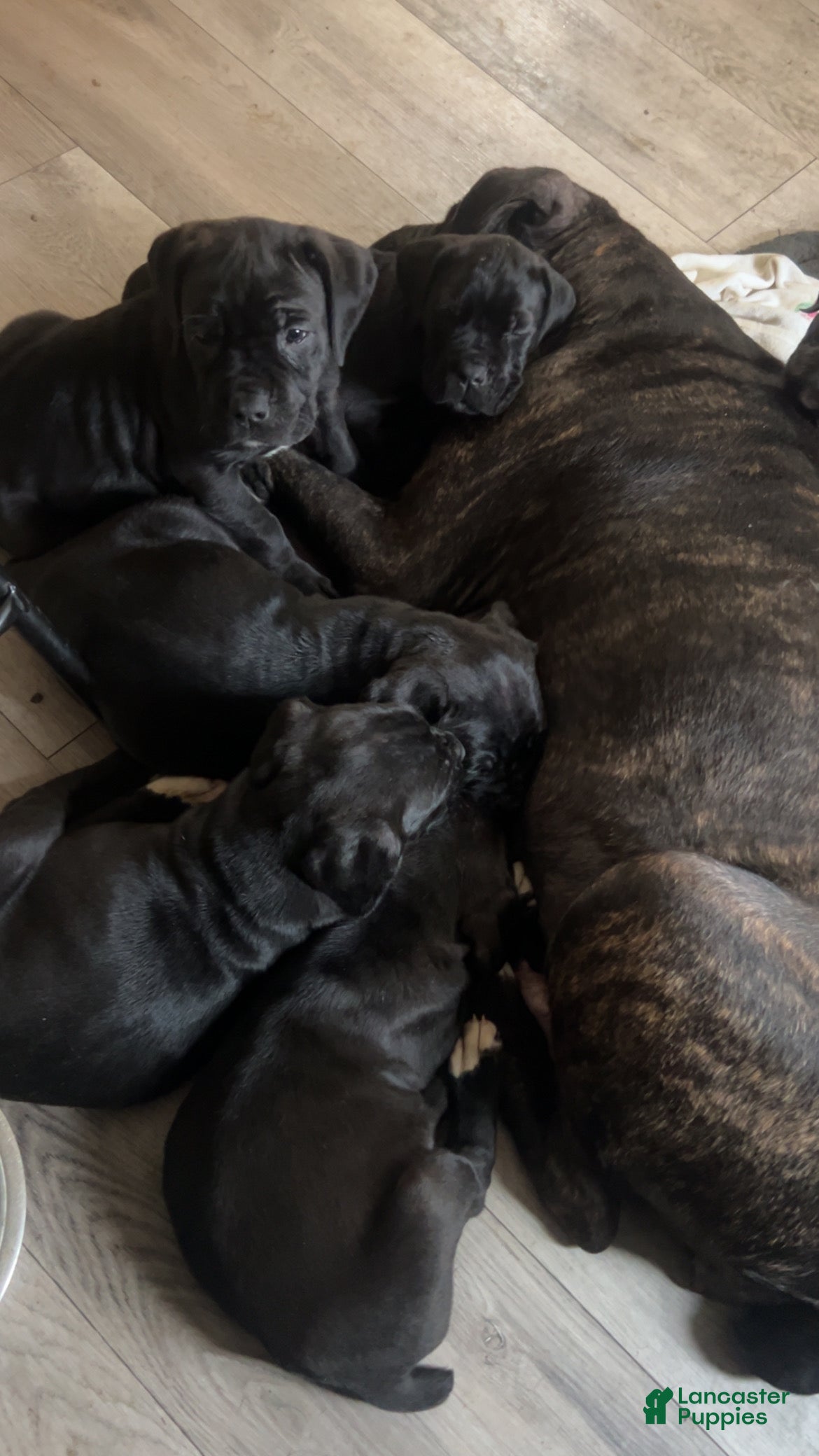 Cane Corso dogs Cane Corso Puppy 6 - Ad 1