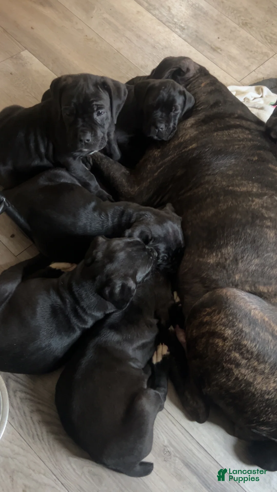 Cane Corso dogs for sale: Cane Corso Puppy 6 - Ad 1