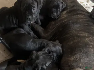 Cane Corso dogs for sale: Cane Corso Puppy 6 - Ad 2