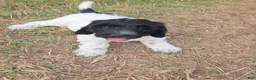 Newfypoo dogs for sale: Starry - Ad 2