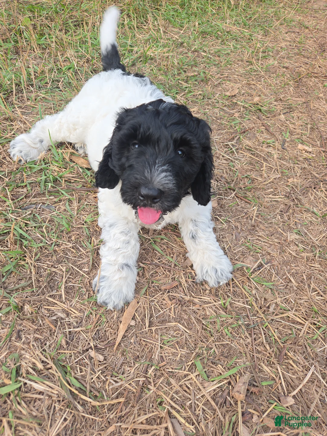 Newfypoo dogs for sale: Starry - Ad 2