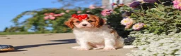Cavalier King Charles Spaniel dogs for sale: Maggie - Ad 1