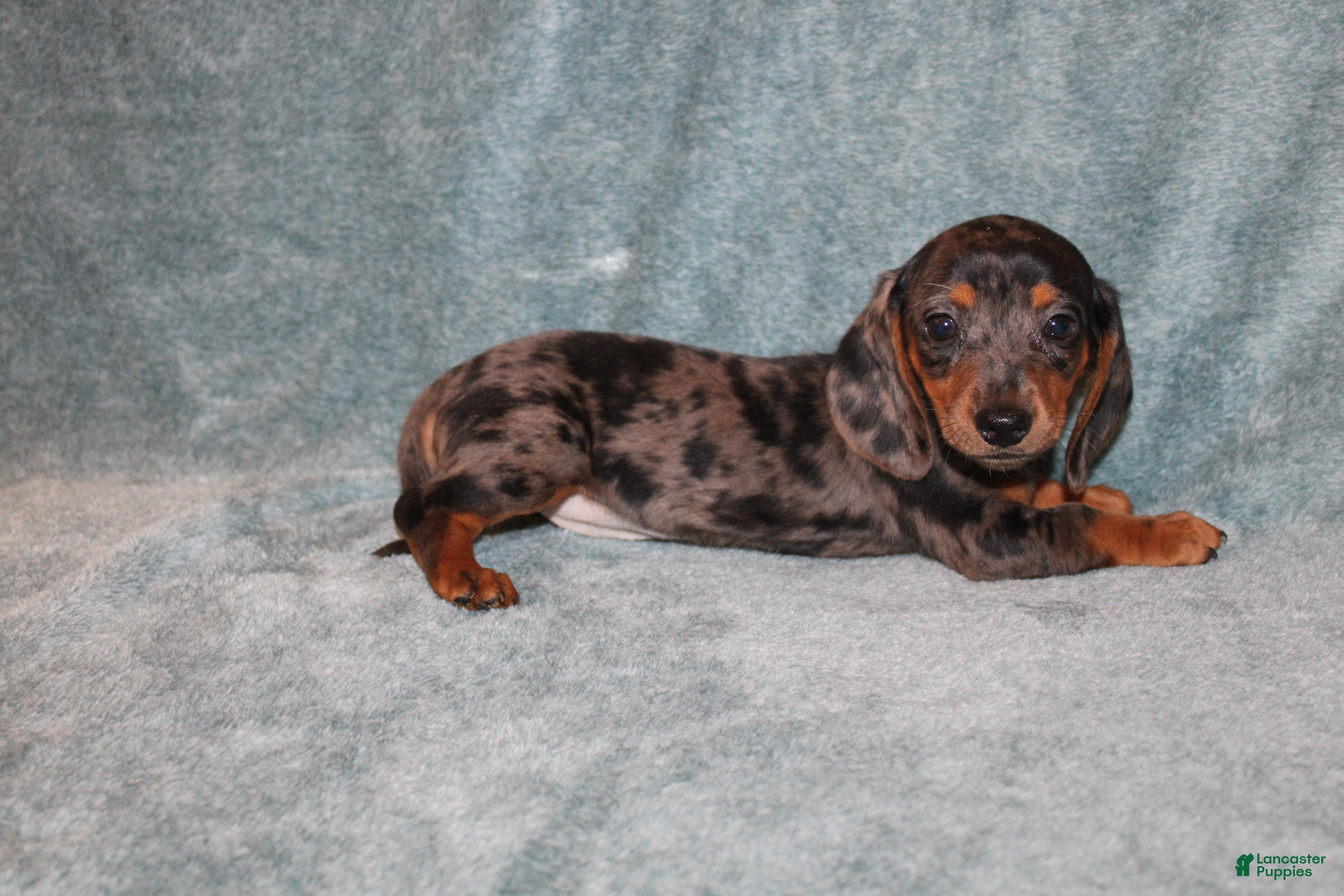 Miniature Dachshund dogs Lucy Mini  - Ad 11