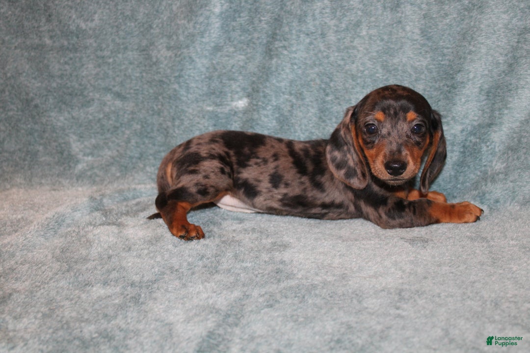 Miniature Dachshund dogs for sale: Lucy Mini  - Ad 1