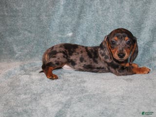 Miniature Dachshund dogs Lucy Mini - Ad 11
