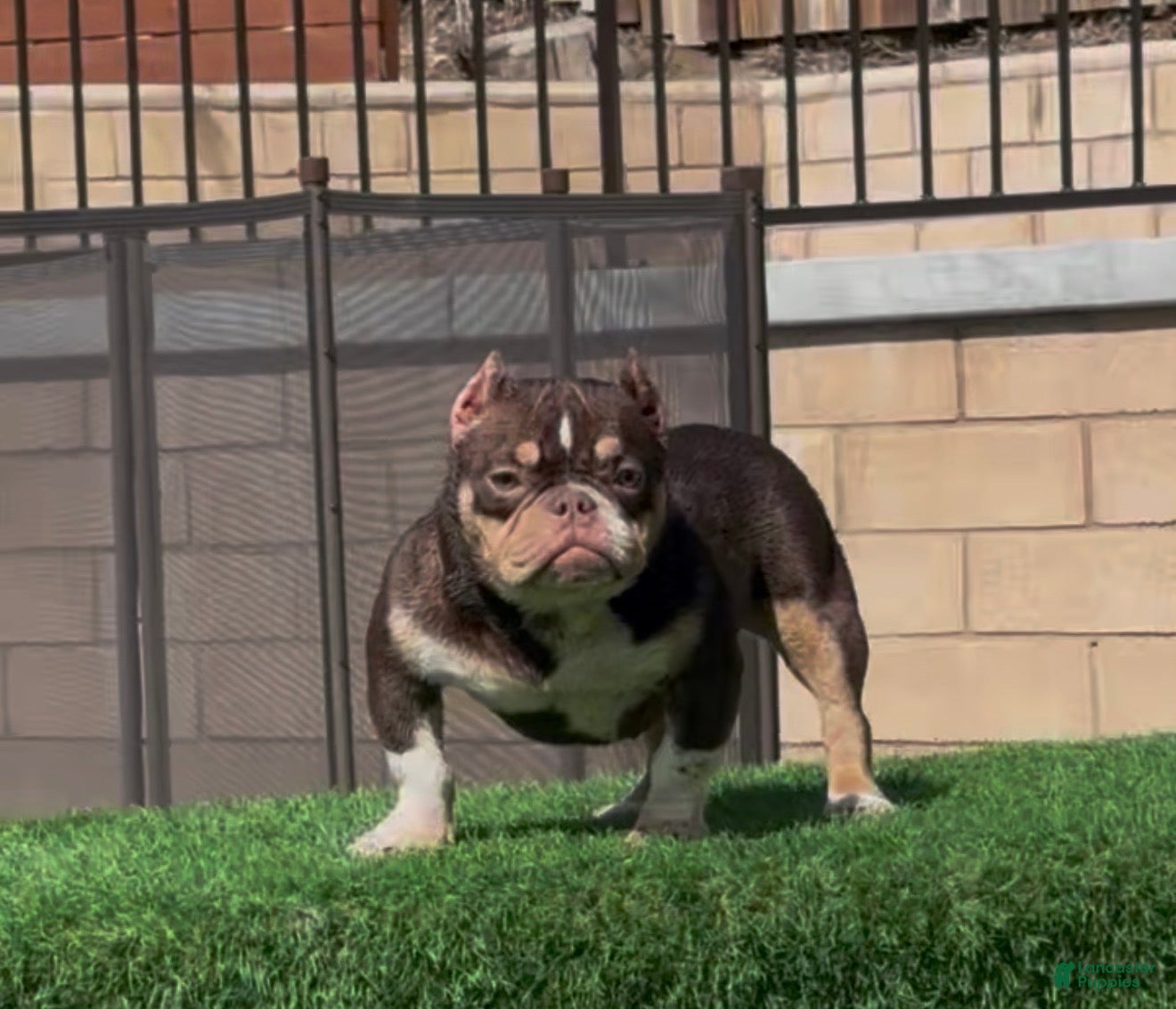 American Bully dogs Cookie - Ad 25