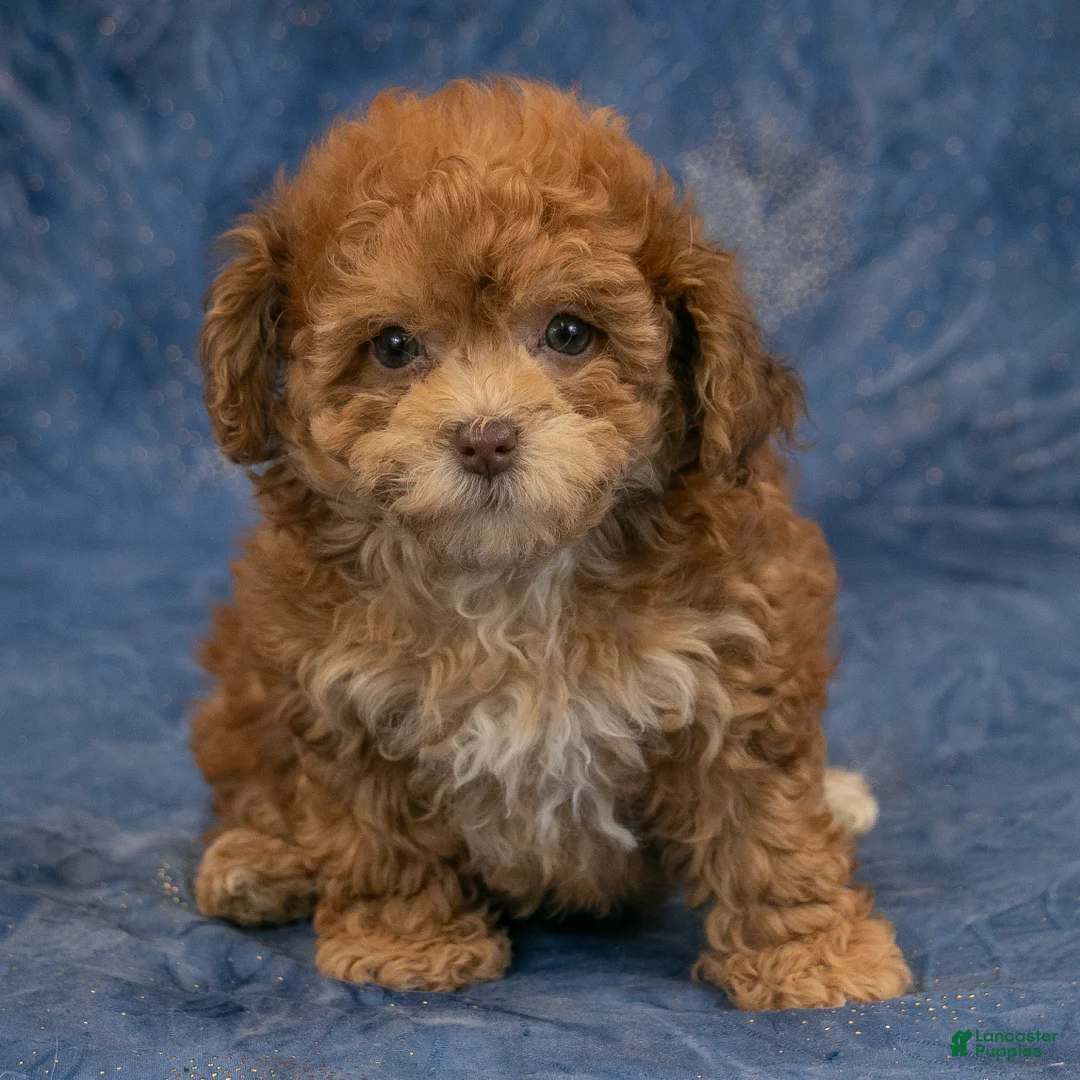 Havapoo dogs for sale: Aspen - Ad 1