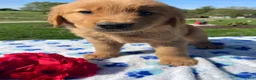 Golden Retriever dogs for sale: Lucky - Ad 1