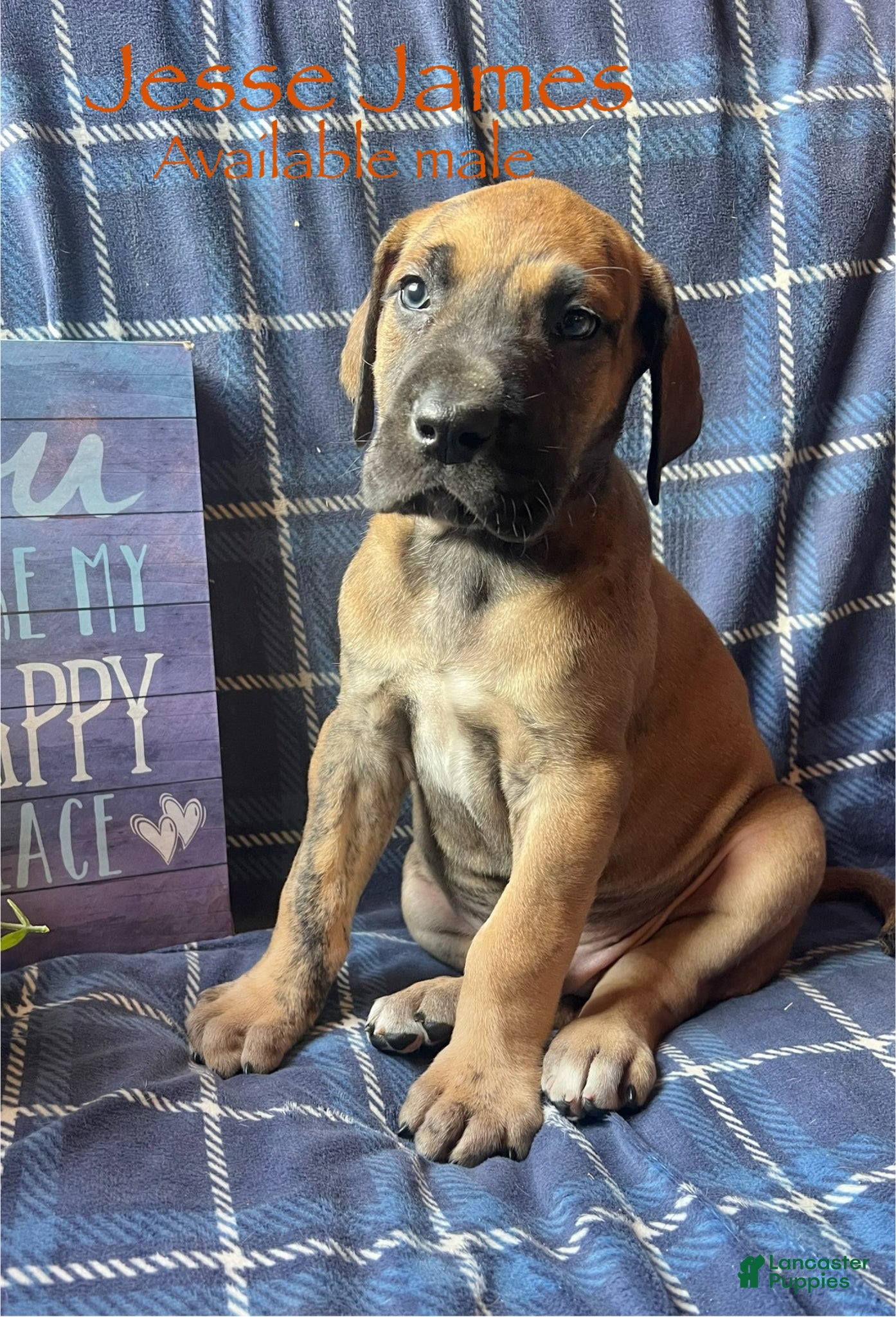 Great Dane dogs Jesse James  - Ad 10