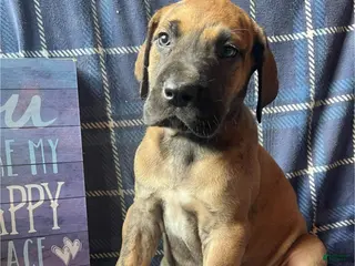 Great Dane dogs Jesse James - Ad 38