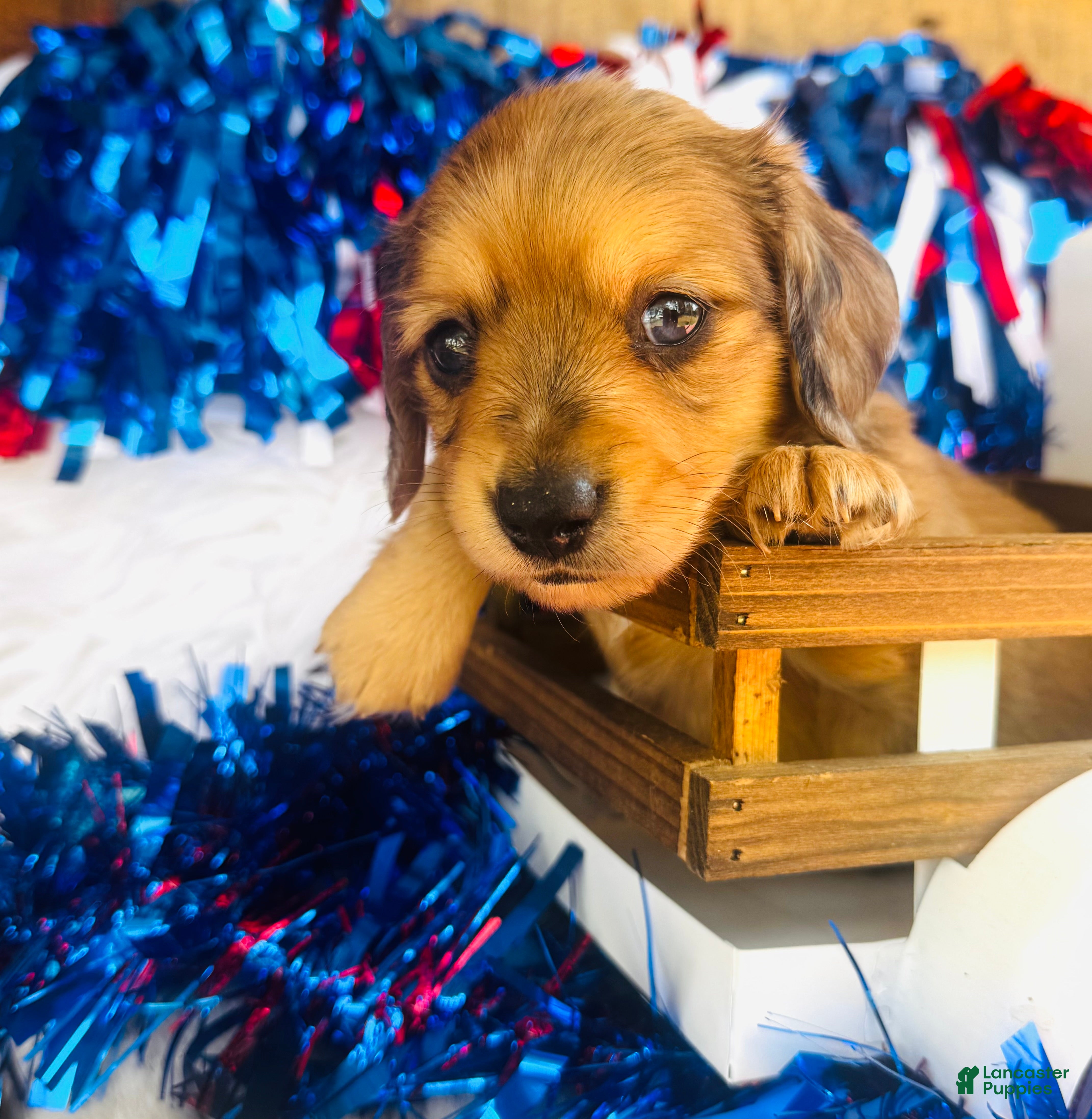 Miniature Dachshund dogs Whiskey (Longhair) - Ad 1