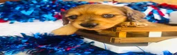 Miniature Dachshund dogs for sale: Whiskey (Longhair) - Ad 1