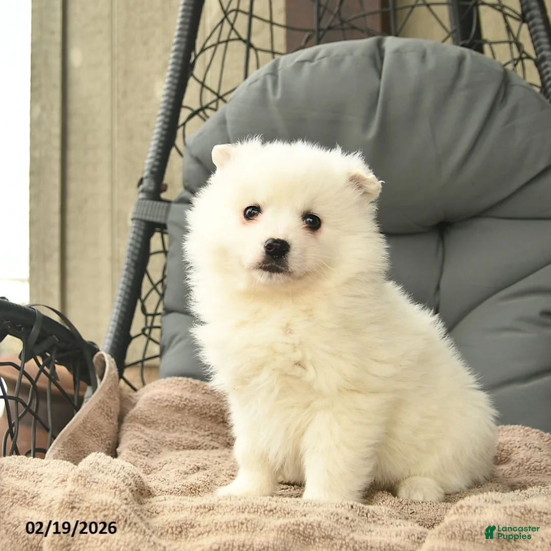 American Eskimo dogs for sale: Hope  - Ad 2