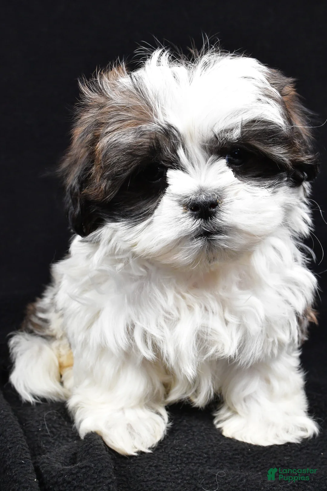 Teddy Bear dogs for sale: Echo - Ad 6